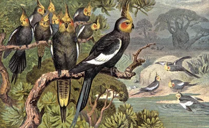 Cacatua, c. 1910