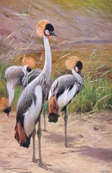 Grou-coroado, ilustração da vida selvagem do mundo, c.1910