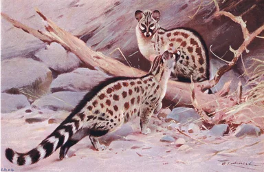 Dungola Genet, ilustração da vida selvagem do mundo, c.1910