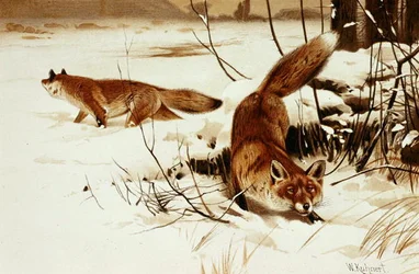 Fox, prato de "Brehms Tierleben": Allgemeine Kunde des Tierreichs", vol.2, p.174, publicado pelo Bibliographisches Institut