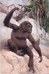 Gorila, ilustração da vida selvagem do mundo, c.1910