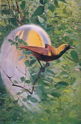 Grande ave do paraíso, ilustração fromWildlife of the World, c.1910