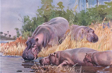 Hipopótamo, ilustração, de, vida selvagem, de, a, mundo, c.1910