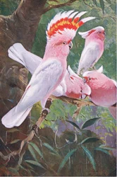 Cacatua de Leadbeater, ilustração de Vida selvagem do mundo, c. 1910