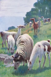 Llama, da vida selvagem do mundo, publicado por Frederick Warne & Co, c.1900