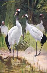 Manchurian Crane, da vida selvagem do mundo, publicado por Frederick Warne & Co, c.1900