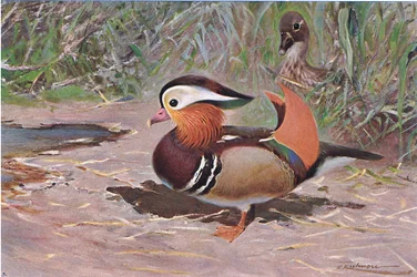 Pato Mandarim, da Vida Selvagem do Mundo, publicado por Frederick Warne & Co, c.1900