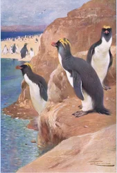 Pinguim da rocha, ilustração fromWildlife do mundo, c.1910