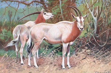 Antílope de zibelina, ilustração da vida selvagem do mundo, c.1910