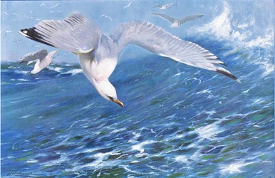 Gaivota-prateada, de Wildlife of the World, publicado por Frederick Warne & Co, c. 1900