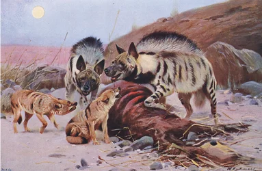 Hiena listrada e chacal, da vida selvagem do mundo, publicado por Frederick Warne & Co, c.1900