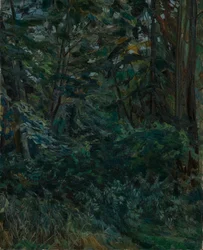 Interior de floresta