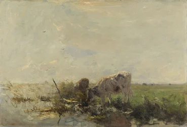 Vacas numa poça