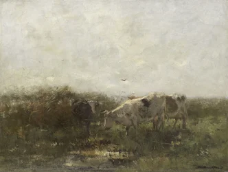 Vacas num prado encharcado