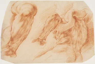 Laocoonte. Estudos do braço esquerdo de Laocoon e da parte de trás de seu torso vistos da esquerda e de baixo