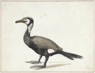 Cormorant