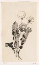 Dente-de-leão