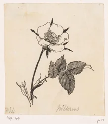 Rosa selvagem
