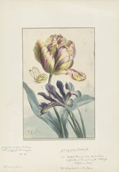 Tulipa e íris