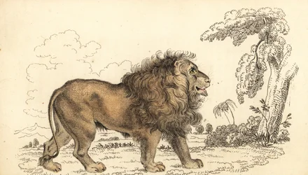 Leão asiático, em perigo de extinção, Panthera leo leo. ,1834 (gravura)
