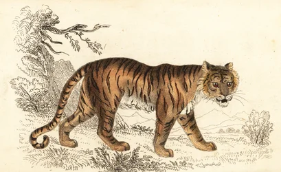Tigre de Bengala, Panthera tigris tigris., 1834 (gravura)