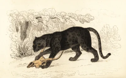 Jaguar preto, Panthera pardus, 1834