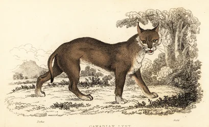 lince canadense, Lynx canadensis.,1834 (gravura)