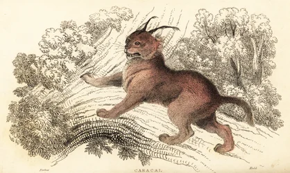 Caracal, Caracal Caracal., 1834 (gravura)