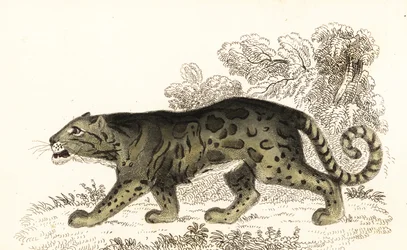 Leopardo nublado, Neofelis nebulosa., 1834 (gravura)