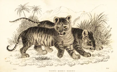 Filhotes híbridos de leão e tigre. ,1834 (gravura)