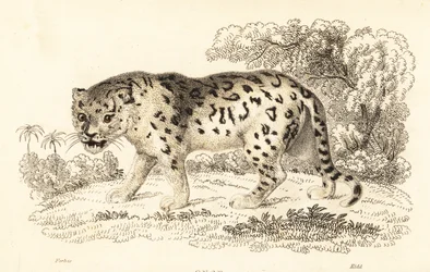 Jaguar, Panthera onca., 1834 (gravura)