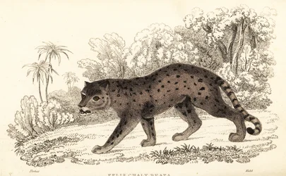 Jaguarundi, Puma yagouaroundi.,1834 (gravura)