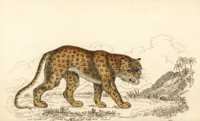 Leopardo, Panthera pardus, vulnerável.,1834 (gravura)