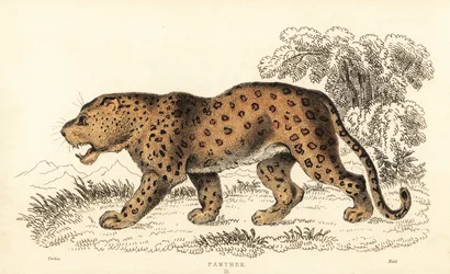 Leopardo, Panthera pardus, vulnerável.,1834 (gravura)