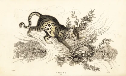 Margay, Leopardus wiedii.,1834 (gravura)