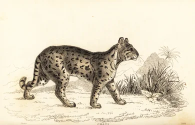 Ocelot, o leopardo gentil. , 1834 (gravura)