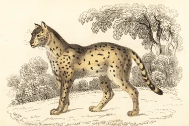 Serval, Leptailurus serval., 1834 (gravura)