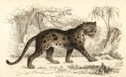 Gato leopardo sunda, Prionailurus bengalensis subsp. sumatrano. ,1834 (gravura)