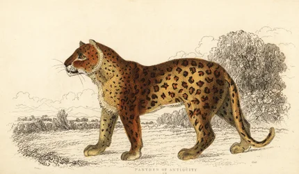 A pantera da antiguidade. ,1834 (gravura)