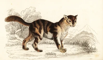 Gato de tartaruga selvagem da América do Sul, Felis catus. ,1834 (gravura)