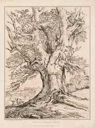 Faia na floresta de Windsor, 1805.