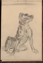 Retrato de um cão