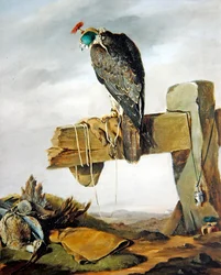 Um Falcão Peregrino no seu capô com um encaracolado no chão