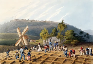 Escravos plantando mudas de cana, de "Ten Views in the Island of Antigua" [Dez vistas da ilha de Antígua