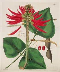 Revista Botânica, 1787-1833.