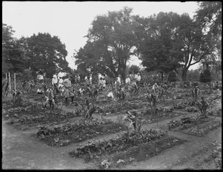 Crianças trabalhando no jardim da escola em Isham Park, Nova York, 5 de agosto de 1914
