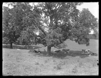 Vacas, descansar, sob, um, árvore, provavelmente, a, McCready, fazenda, Crawford, município, pensilvânia, c.1913