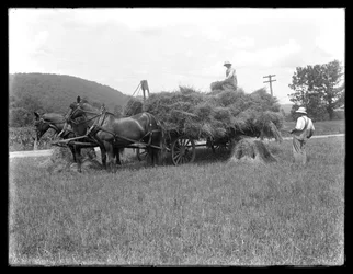 Dois homens, carregando, trigo, polias, ligado, um, horse-drawn, carreta, provavelmente, a, McCready, fazenda, Crawford, município, pensilvânia, c.1913