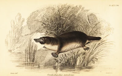 Ornitorrinco, Ornithorhynchus anatinus., 1841 (gravura)