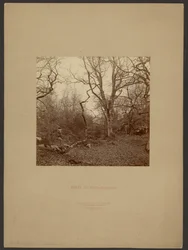 Floresta de Fontainebleau